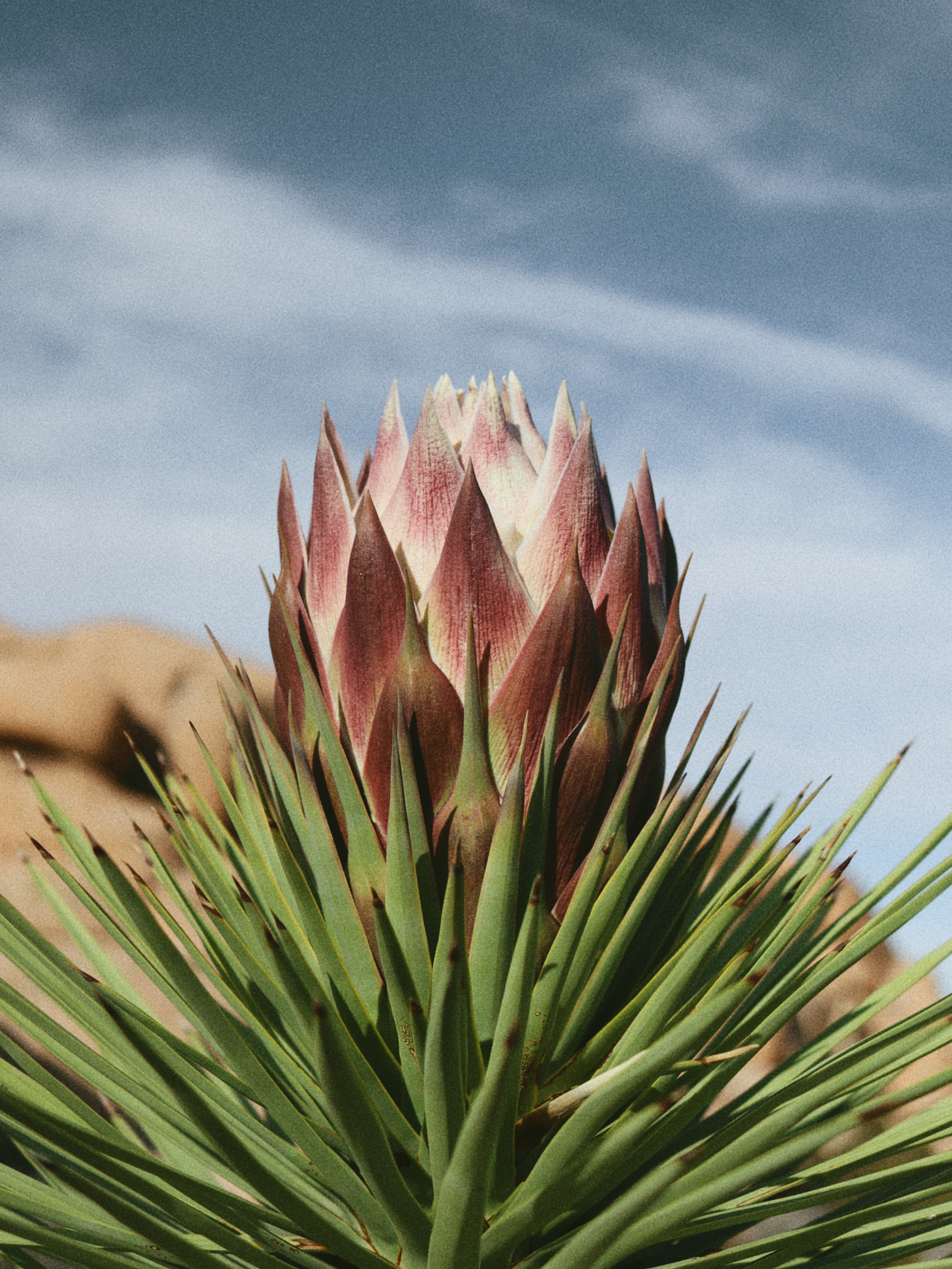 Yucca Flower